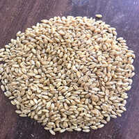 Wheat Seeds