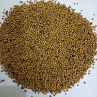 Mustard Seeds