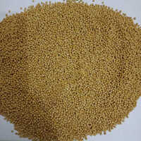 Rajsthan Mustard Seeds