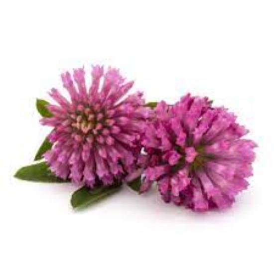 Red Clover Extract - Trifolium Pratense L., High-potency Botanical Powder For Food, Pharma & Cosmetics, Supports Hormonal Balance And Skin Health