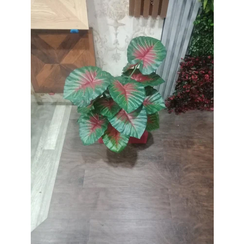 Red Leaves Platd With Pots