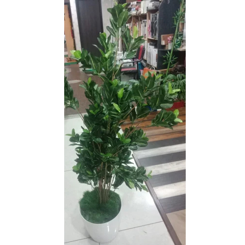 Green Ficus Plant