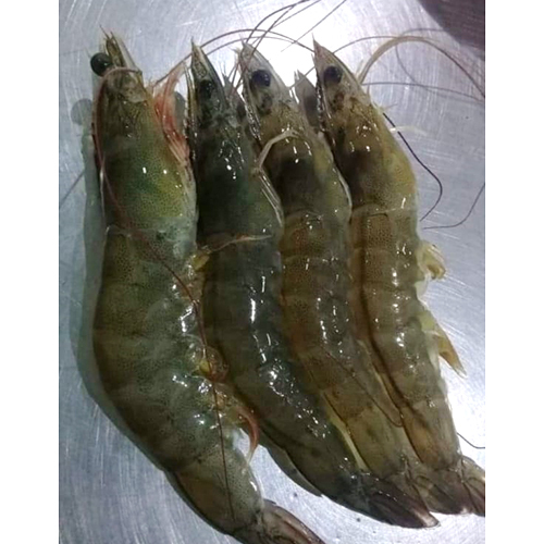 Extra Jumbo Prawn - Packaging: Barrel