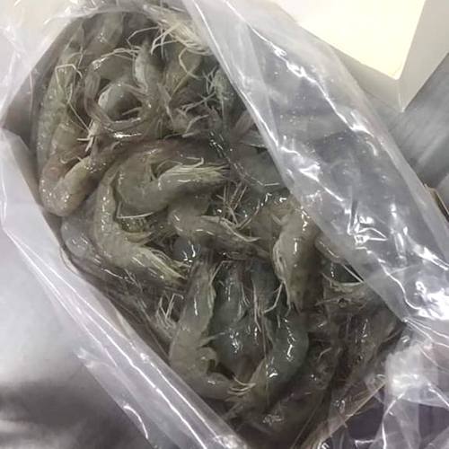 Vannamei Shrimp Prawn - Packaging: Barrel