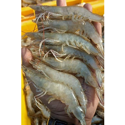 White Shrimp Prawn - Additives: None