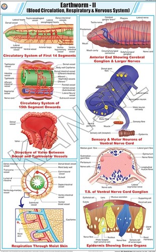 केंचुआ Ll: रक्त परिसंचरण, श्वसन और तंत्रिका तंत्र आयाम: 58 A 90 सेंटीमीटर (Cm)