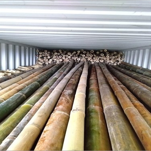 Export Quality Treated Bamboo Pole - Size: 20 Ft