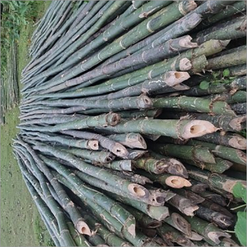 Shuttering Bamboo Pole - Bamboo Material, 20ft Tall | Customizable Design, Polished Surface Finish, Elegant Decorative Use