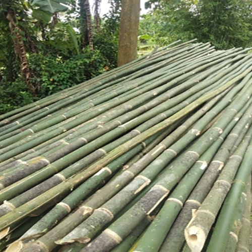 24Feet Assam Tulda Bamboo Poles - Size: 24 Ft