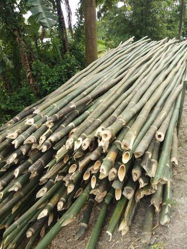 24feet Tulda Delux Bamboo Pole