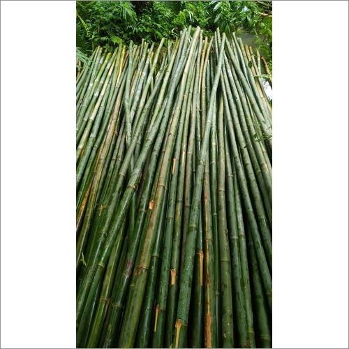 24Ft Fresh Bullet Bamboo Pole - Bamboo Material, 24 Ft Size, Polished Finish | Customizable for Indoor & Outdoor Decorative Use