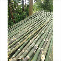 Bullet Bamboo Poles - High-quality Polished Bamboo, 24 Feet Long, Customizable Decorative Elegance