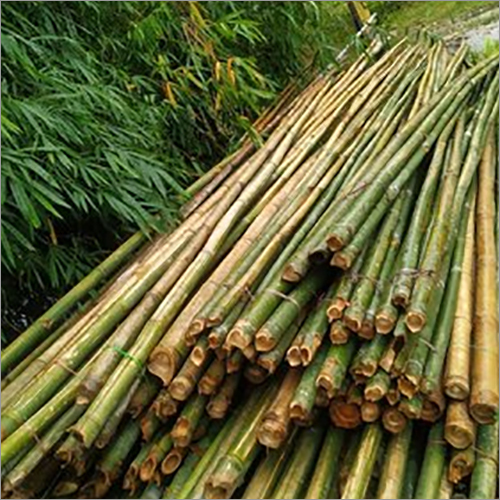 18ft Green Bamboo Pole - Bamboo Material, 18ft Size, Green Color | Customizable Design, Polished Surface Finish, Modern Style