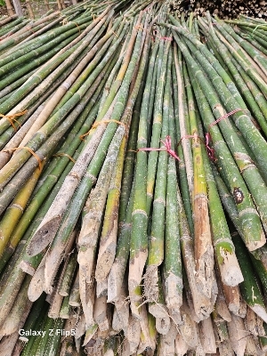 Bamboo Stick - 10ft Polished Eco-Friendly Decorative Piece, Customizable Modern Design for Indoor and Outdoor Spaces