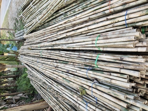 High Quality Indian Bamboo Sticks - Size: 15 Ft