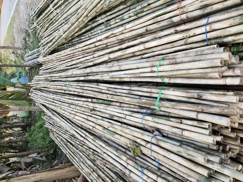 High Quality Indian Bamboo Sticks - Bamboo, 15 ft Length | Polished Finish, Customizable, Ideal for Modern Home Decor, Decorative Use