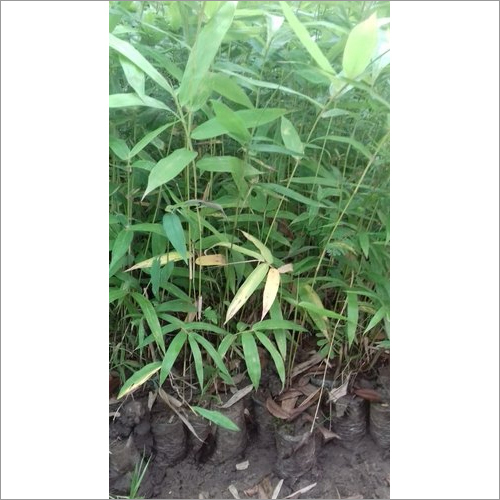 Tulda Bamboo Plant - Color: Different Available