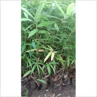 Tulda Bamboo Plant - Bamboo Breed, Various Sizes Available, Different Colors | Lush Leaves, Low Maintenance, Long-lasting 5-12 Year Lifespan