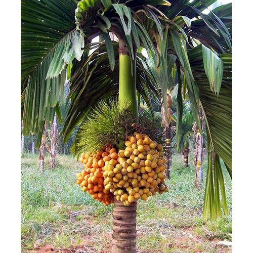 Betel Nut Tree - Color: Different Available