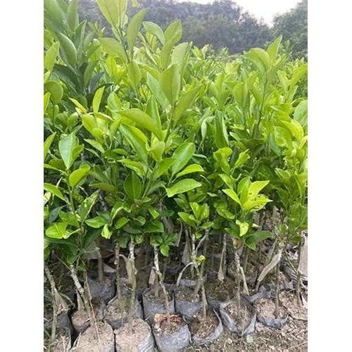 Sweet Lemon Plant - Color: Different Available