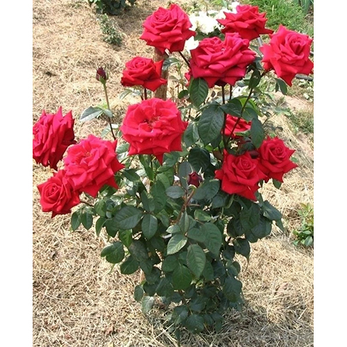 Red Rose Plant - Color: Different Available