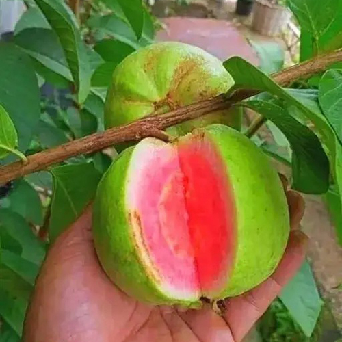 Red Diamond Guava Plant - Color: Different Available