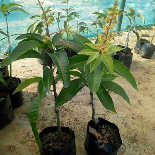 Mango Plant - Color: Different Available