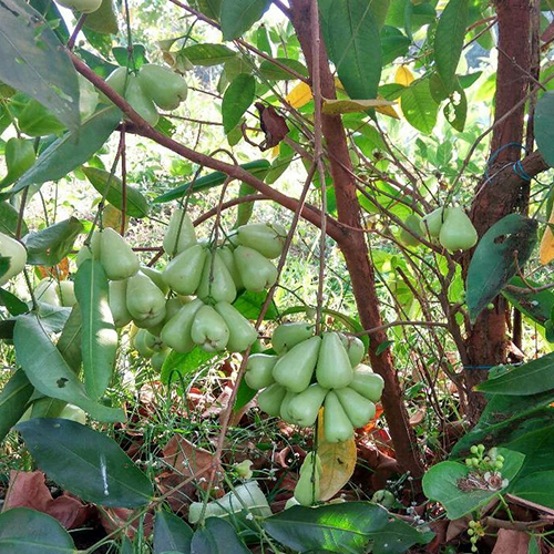 Hybrid Water Apple Plant - Color: Different Available