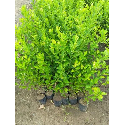 Hybrid Lemon Plant - Color: Different Available