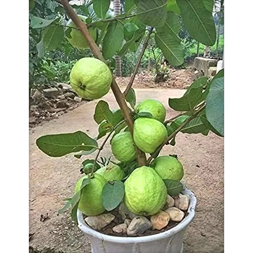 Guava Plant - Color: Different Available