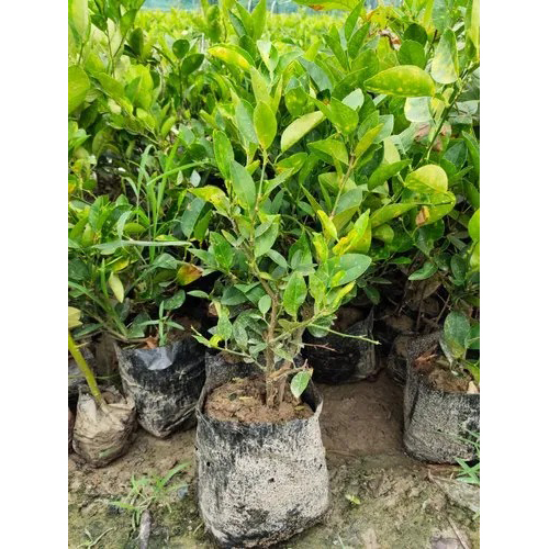 Gandha-Raj Lemon Plant - Color: Different Available