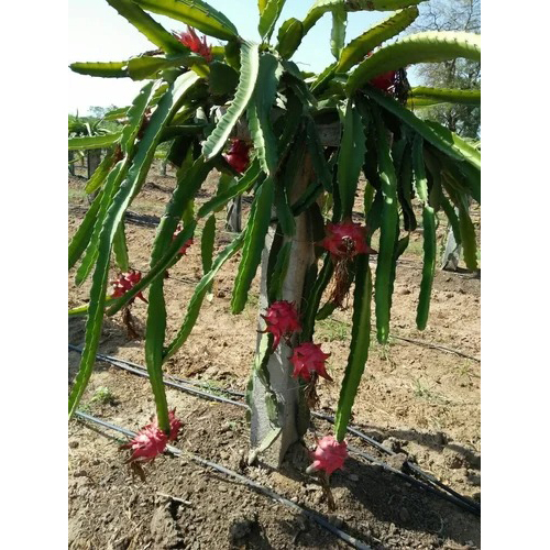 Dragon Fruit Plant - Color: Different Available