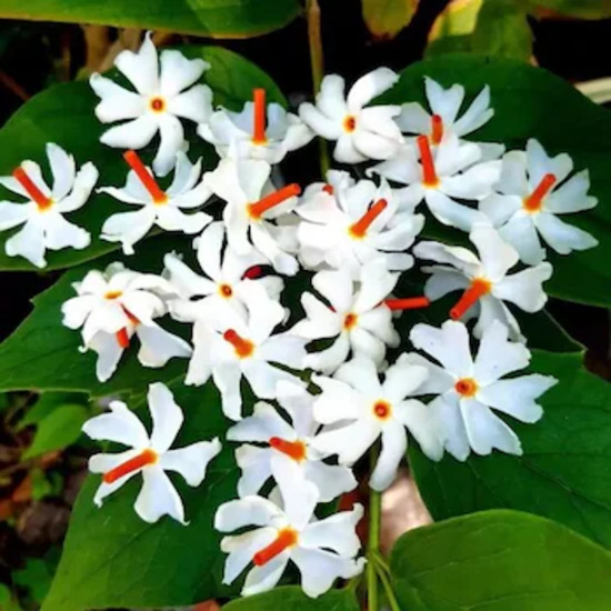 Harsingar Extract ( Nyctanthes arbortristis Extract ) 