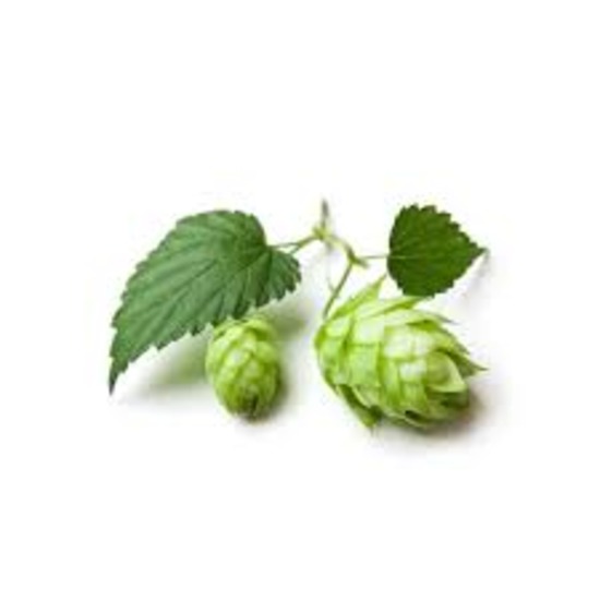 Hops Extract (Humulus Lupulus L. Extract)