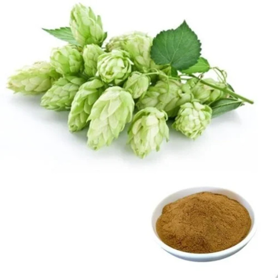 Hops Extract (Humulus Lupulus L. Extract)