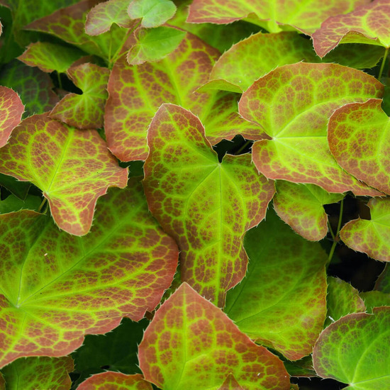 Horny Extract (Epimedium Sagittatum Extract)