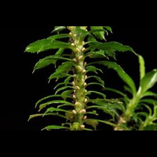 Huperzia Serrata Extract