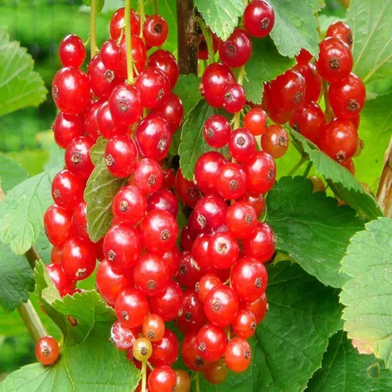 Red Currant Extract - Color: Brown