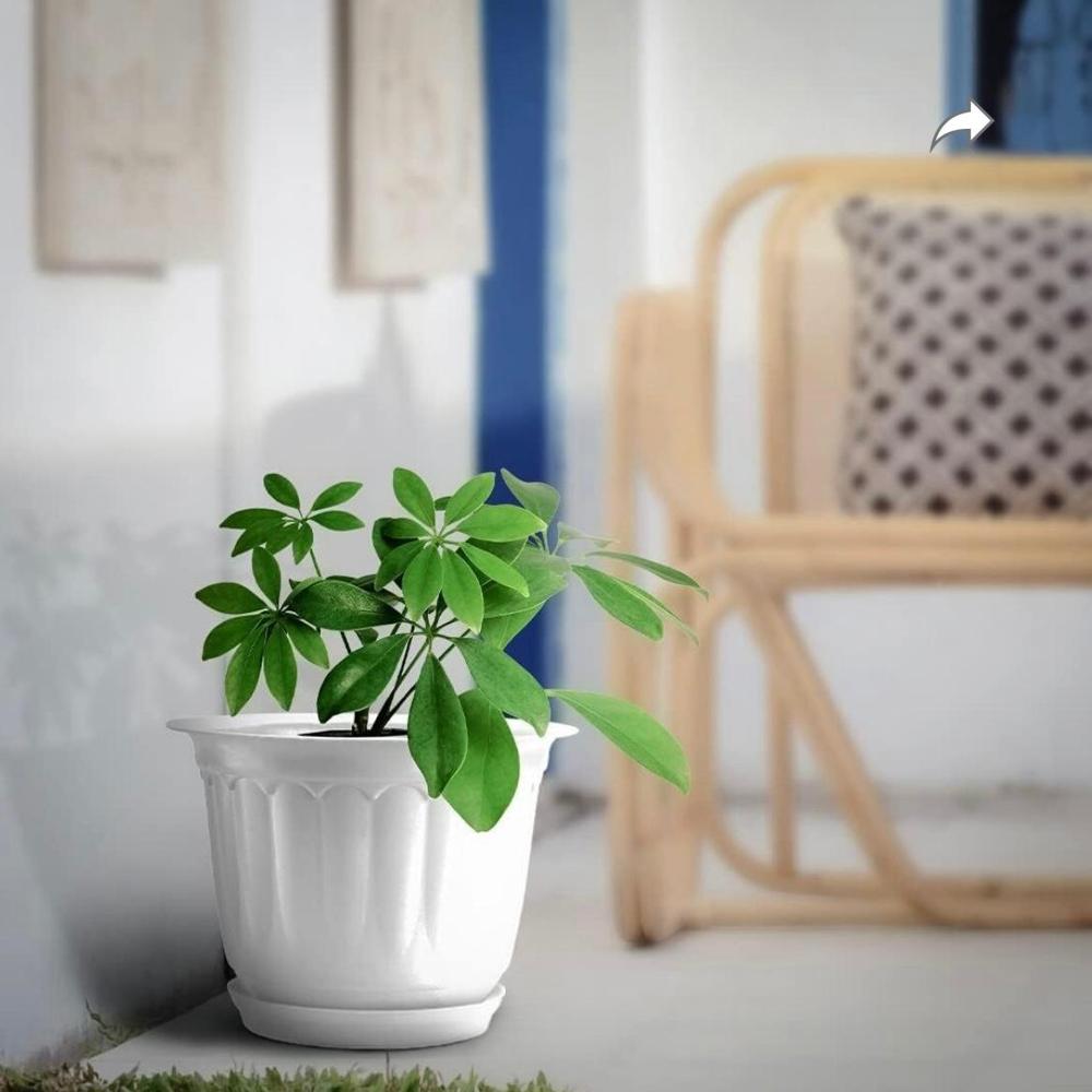 10 Inch Jasmine pot