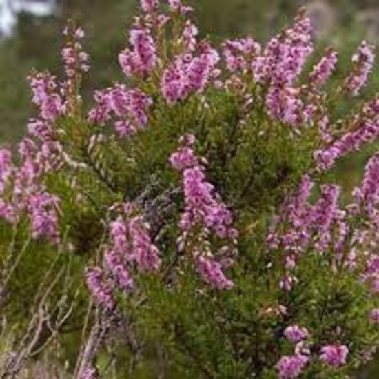 Common heather Extract (Calluna vulgaris (L.)
