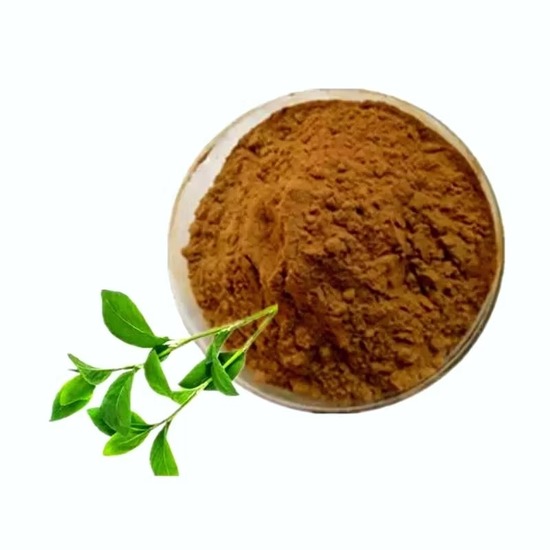 Common Knotgrass Extract (Polygonum aviculare) 