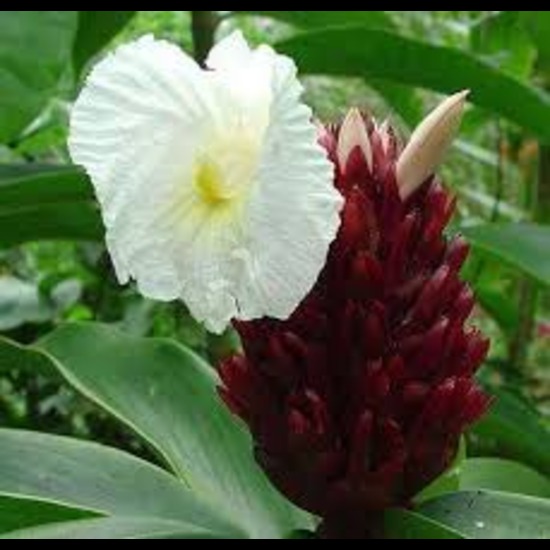 Crepe Ginger Extract (Costus speciosus ) 