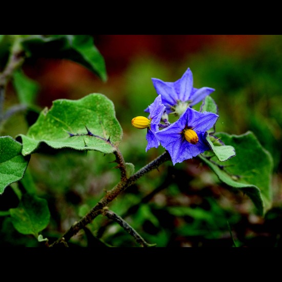 Solanum Virginianum Leaves Extract