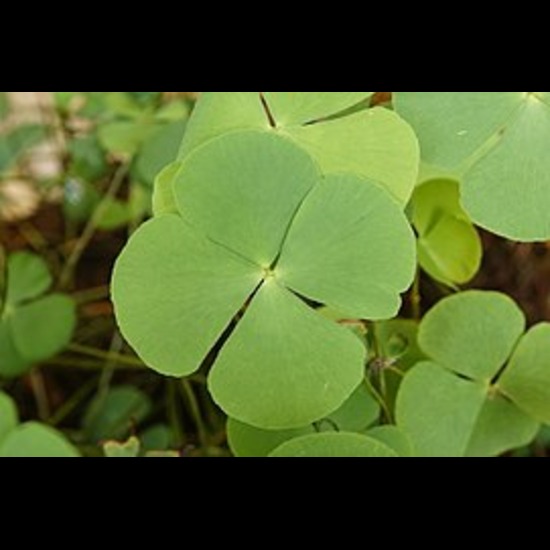 Sunishannaka Marsilea Extract