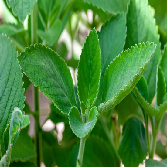 Boldo Leaf Extract