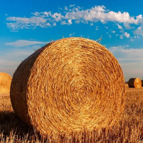 300Kg Paddy Straw Bale