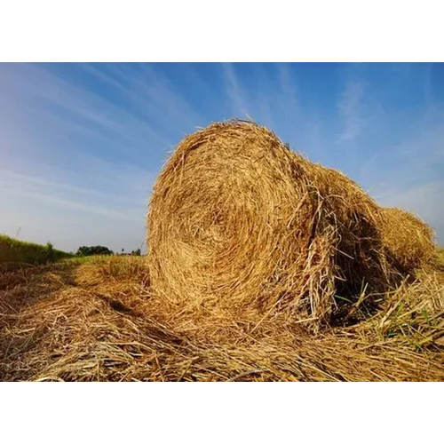 Paddy Straw Bale