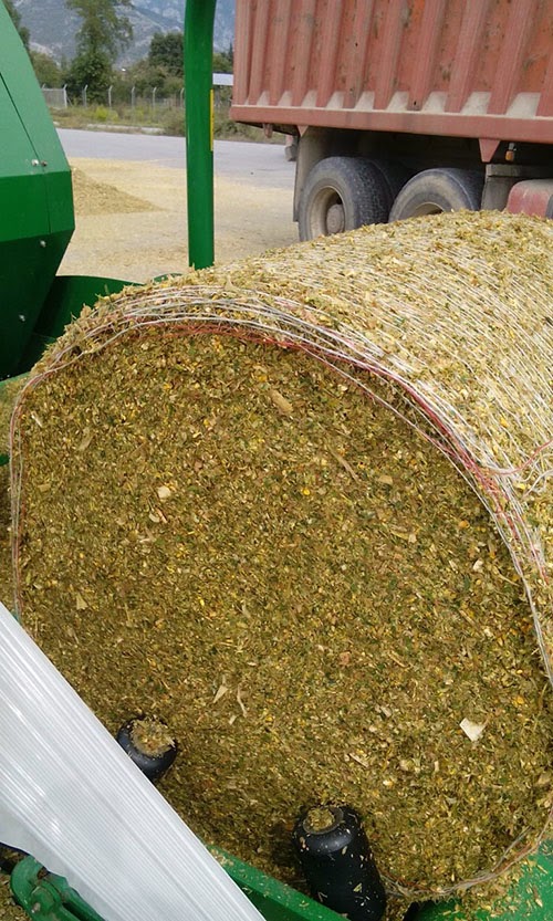 Corn Silage