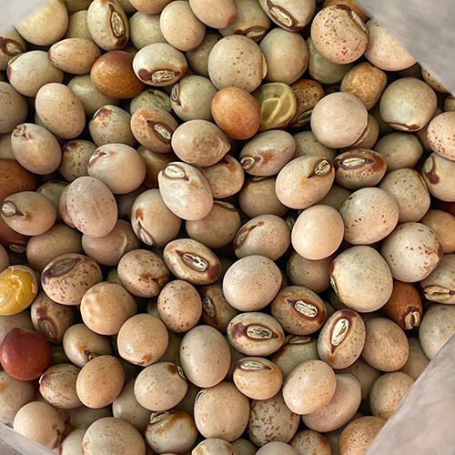 Pigeon Pea Seeds - Color: Brown