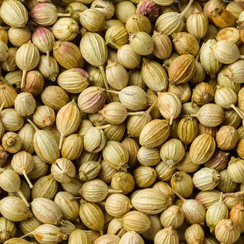 Fresh Coriander Seeds - Color: Green